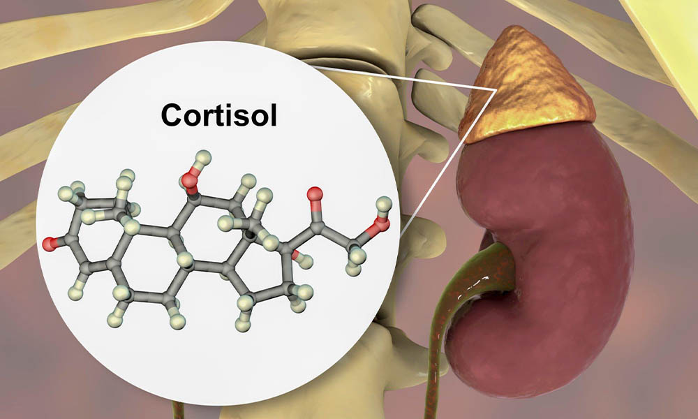 Understanding Cortisol and its Effects on Belly Fat