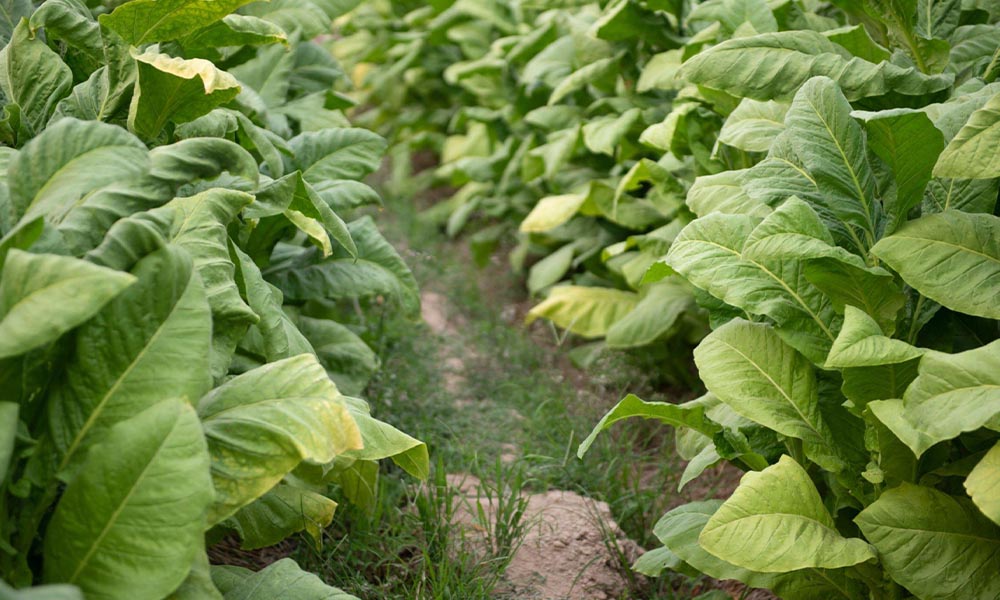 Identifying tobacco mosaic virus symptoms in different plant species